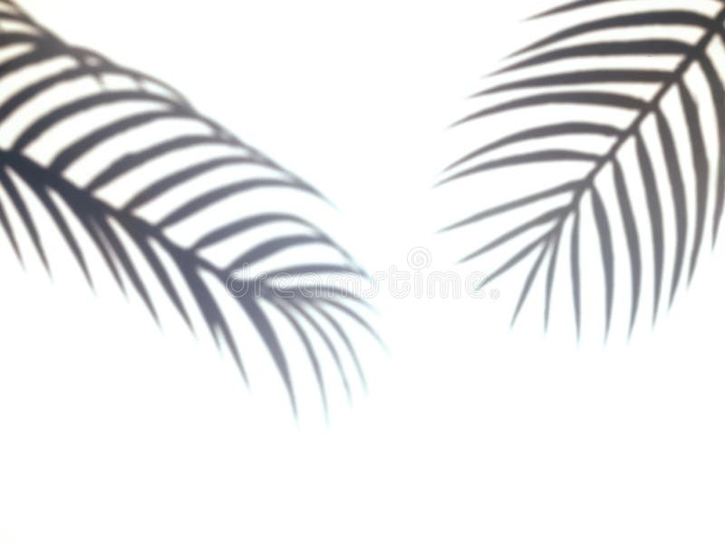 Tropic palm leafs shadow on the white wall.