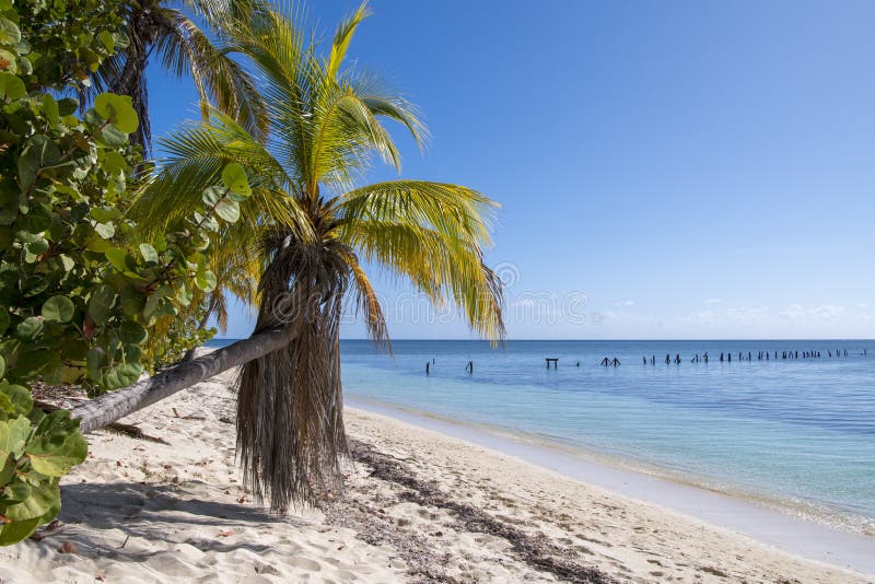 Tropical vegetation with bowed palm and clear sea