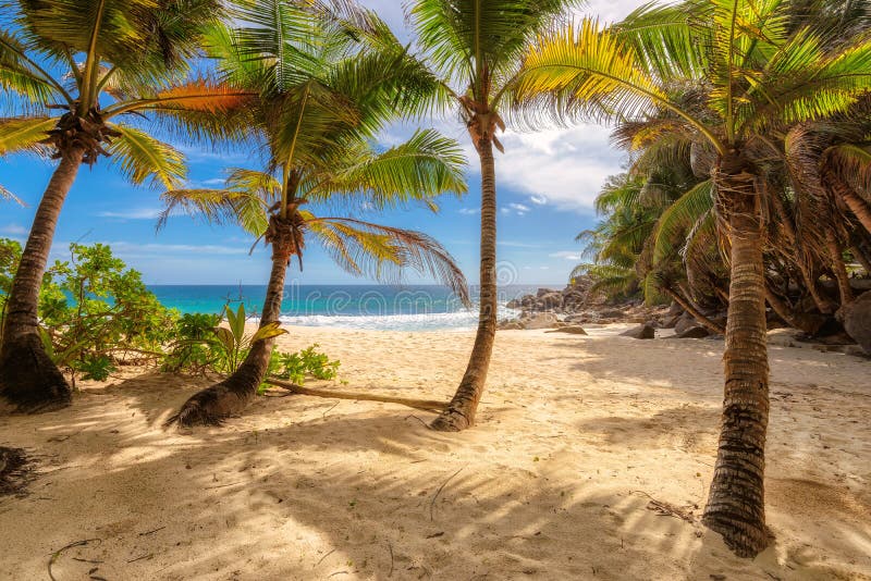 Palm trees on tropical beach at Seychelles, Anse Intendance beach in Mahe Island. Palm trees on tropical beach at Seychelles, Anse Intendance beach in Mahe Island