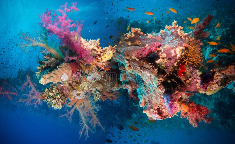 Tropical Anthias fish with net fire corals royalty free stock image Tropical Anthias fish with net fire corals royalty free stock image