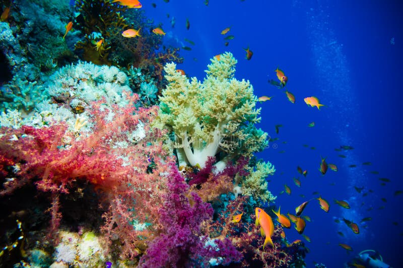 Tropical Anthias Fish with Net Fire Corals and Shark Stock Photo ...