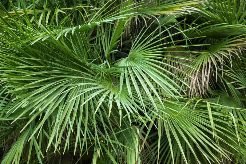 Tropical Background With Mixed Palm Tree Leaves Lush Landscape Stock