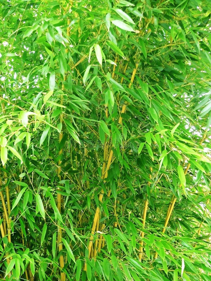 Tropical bamboo background