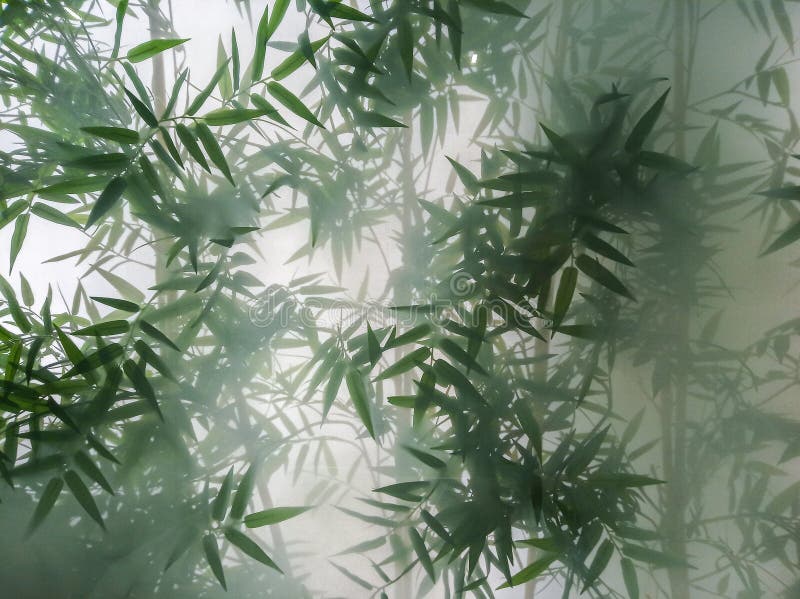 Tropical bamboo trees behind the frosted glass in the fog with backlighting. decoration of green plants premises, background. the royalty free stock photo