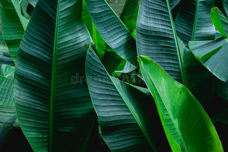 Closeup green banana leaf texture in garden royalty free stock images Closeup green banana leaf texture in garden royalty free stock images