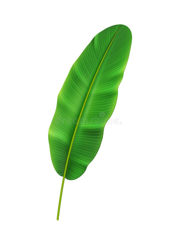 Tropical Banana Leaf, Vegetation Botany Foliage Stock Vector - Illustration  of flourish, natural: 220694665