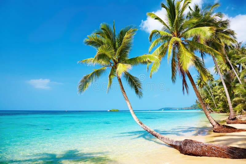 Tropical beach royalty free stock images
