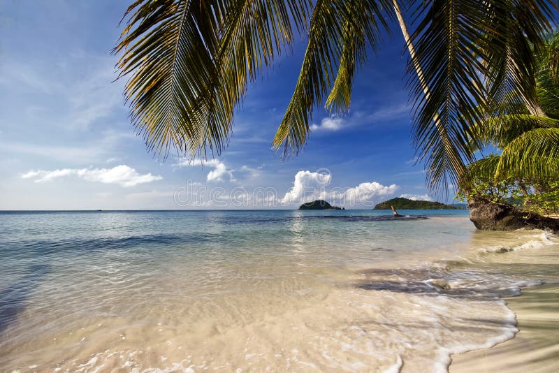 Coconut palms on the beach stock image. Image of green - 12454673