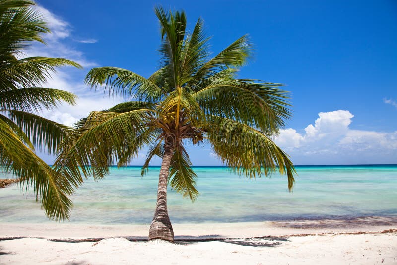 Tropical Beach stock photos