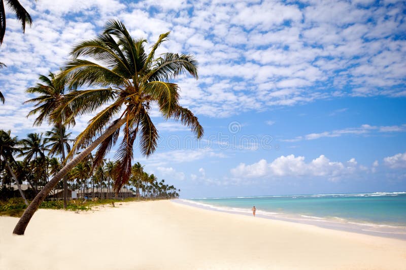 Palm hanging over tropical Caribbean beach with the coast in the background. Dominican Republic, Punta Cana. Palm hanging over tropical Caribbean beach with the coast in the background. Dominican Republic, Punta Cana.