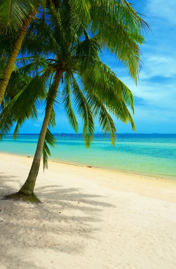 Caribbean beach stock photo. Image of coco, white, ocean - 7177832