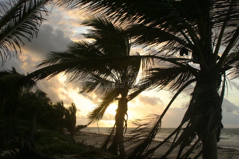 Tropical Beach