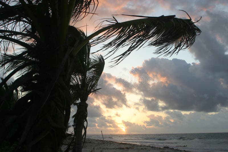 Tropical Beach