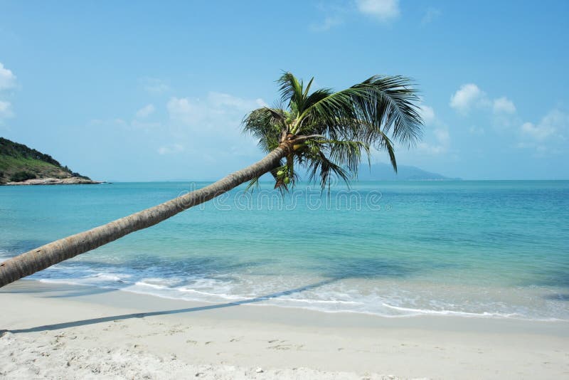 Tropicale Spiaggia Palma.