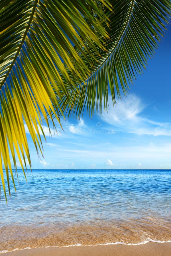 Bella spiaggia tropicale dell'oceano chiaro e palme.