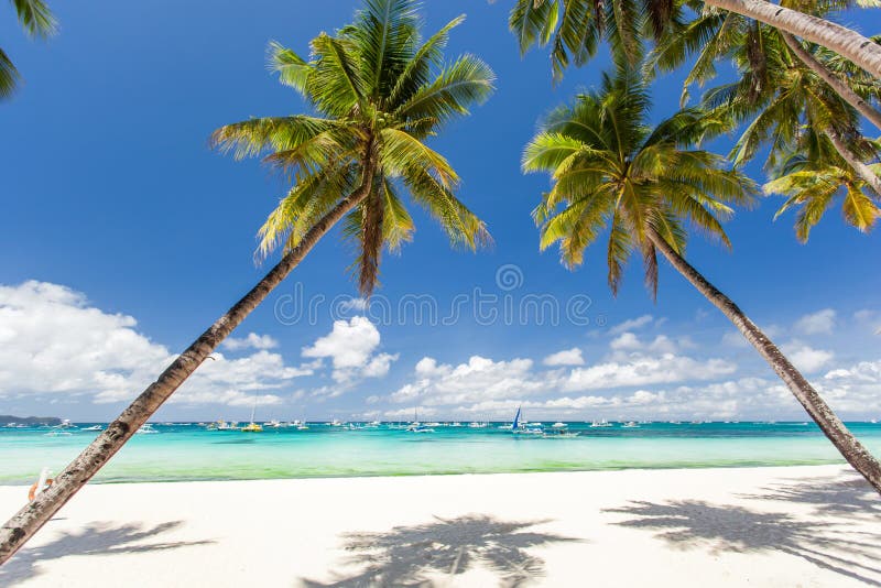 Tropical beach with beautiful palms and white sand