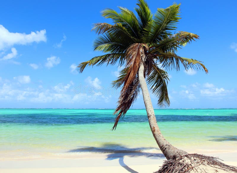 Beautiful tropical beach with coconut palm and blue sky. The picture was taken at the Bavaro beach, Punta Cana, Dominican Republic. Beautiful tropical beach with coconut palm and blue sky. The picture was taken at the Bavaro beach, Punta Cana, Dominican Republic