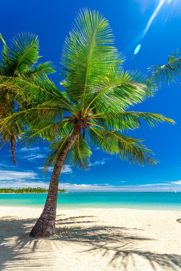 Tropical Beach with Coconut Palm Trees and Clear Lagoon, Fiji Islands ...