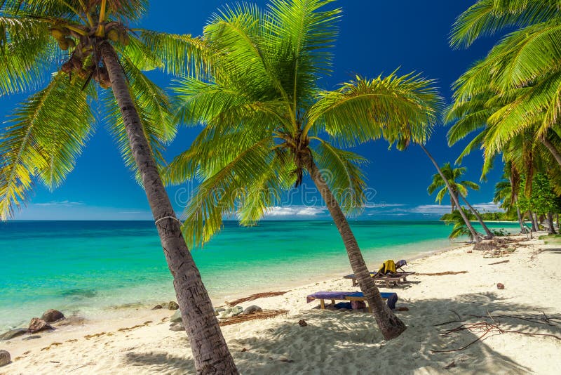 Tropical Beach with Coconut Palm Trees and Clear Lagoon, Fiji is Stock ...
