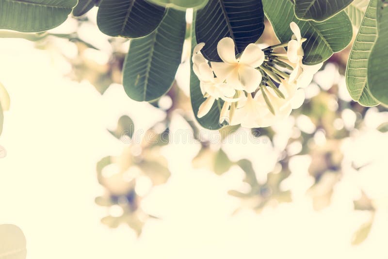 Tropical beach holidays background with beautiful frangipani flowers with sunshine as tropical background in vintage style. Tropical beach holidays background stock photos Tropical beach holidays background with beautiful frangipani flowers with sunshine as tropical background in vintage style. Tropical beach holidays background stock photos