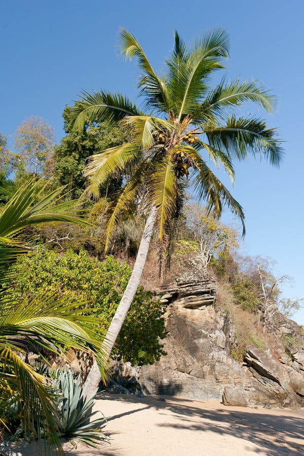 Tropical beach landscape