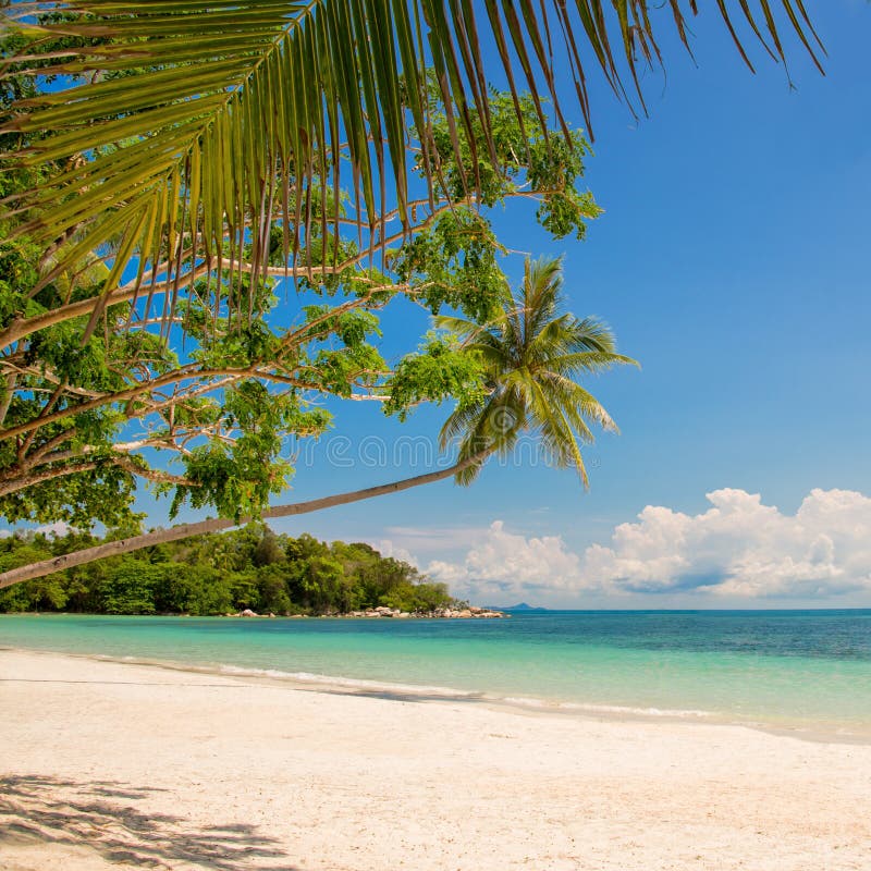 Tropical Beach Landscape with a Leaning Palm Tree Stock Image - Image ...