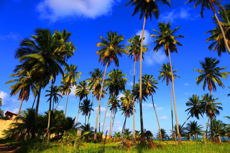 Tropical Beach, Nordeste, Brazil Stock Image - Image of colorful ...