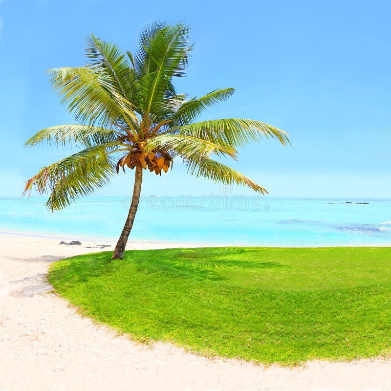 Tropical beach and palm tree with coconuts, blue sea and sunny sky on a background. Greeting from paradise. Tropical beach and palm tree with coconuts, blue sea and sunny sky on a background. Greeting from paradise.