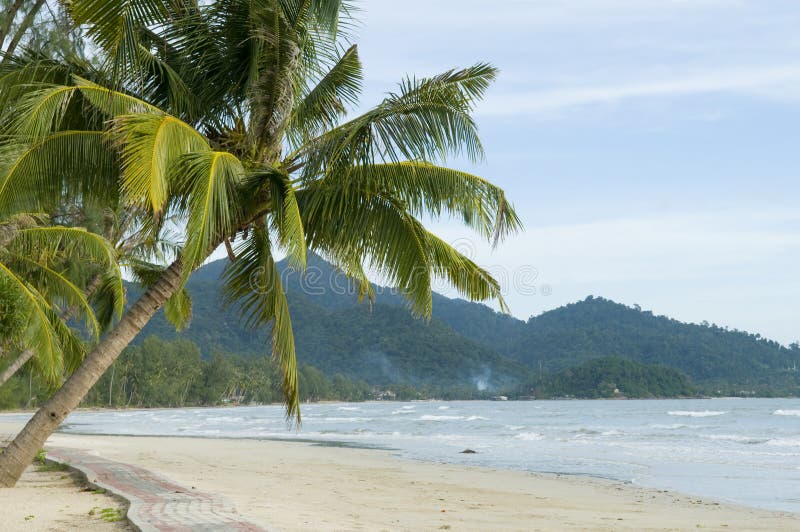 Tropical beach with palm trees