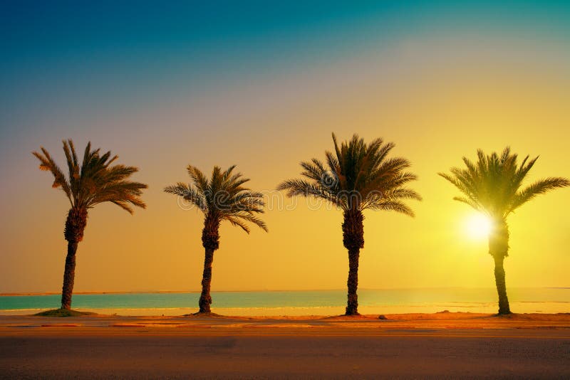 Tropical beach with palm trees at sunset background. Dead Sea beach in Ein Gedi In Israel