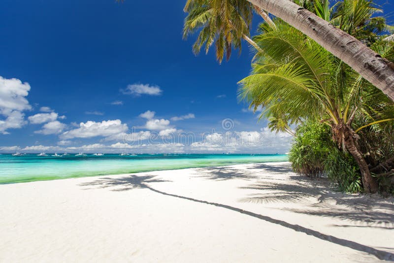 Tropical beach with palm and white sand