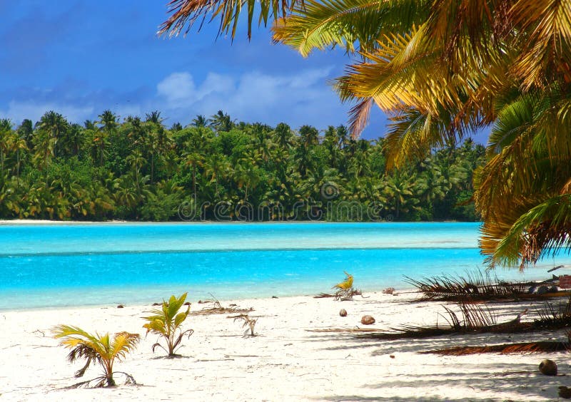 Download Tropical Beach Scene stock image. Image of hawaii, tree - 116783