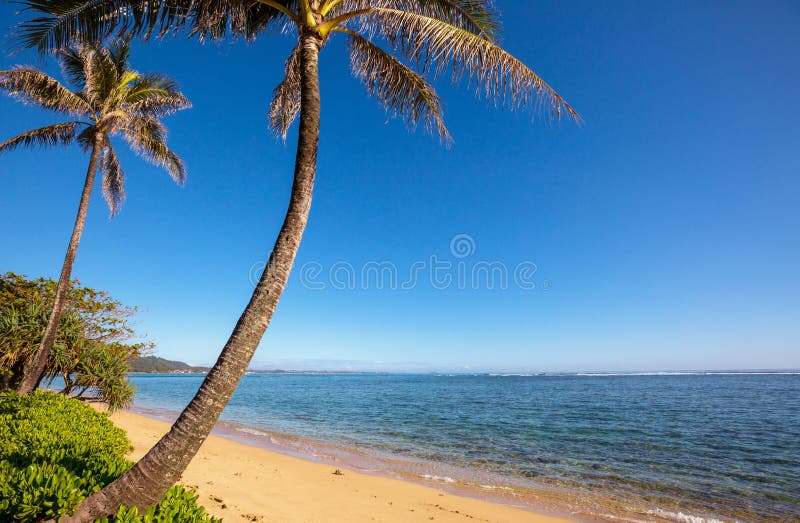 Tropical beach royalty free stock photo