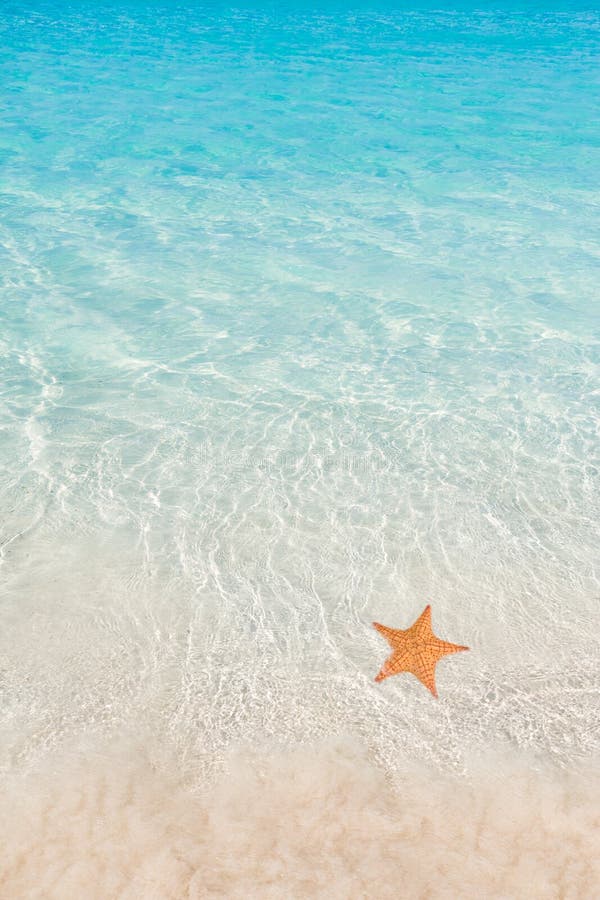 Starfish stock photo. Image of beach, concept, coast - 49524170