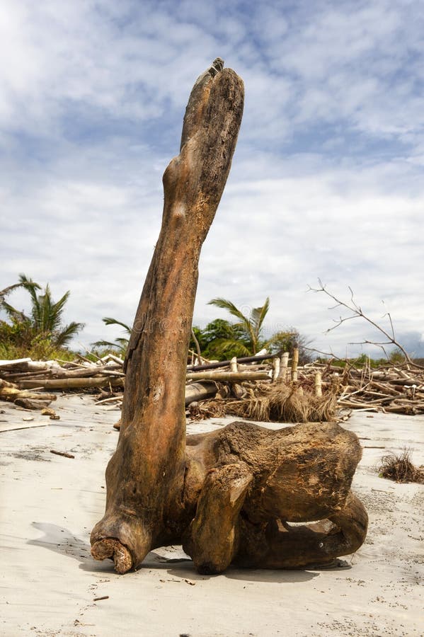 Tropical beach after a storm