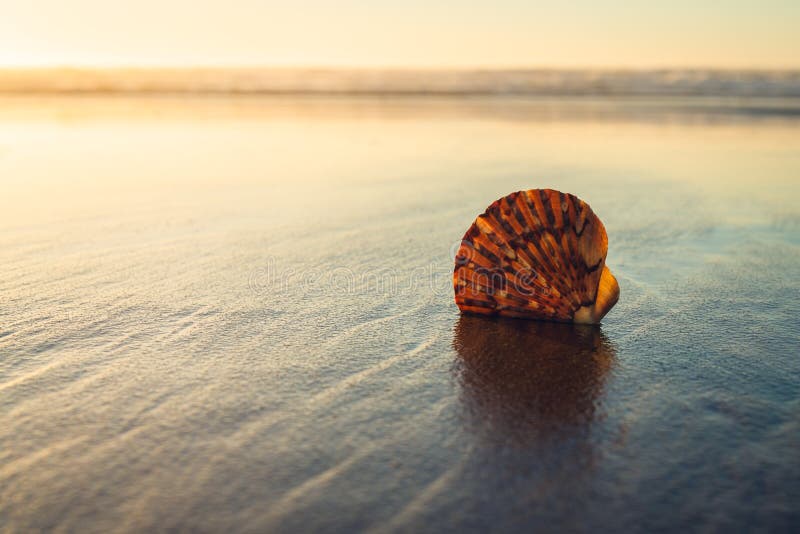 Tropical beach sunset and seashell on sand beach. Tranquil scene, relaxation, vacations, wild untouched nature concept