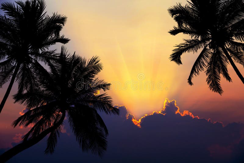 Tropical beach on sunset with silhouette palm trees