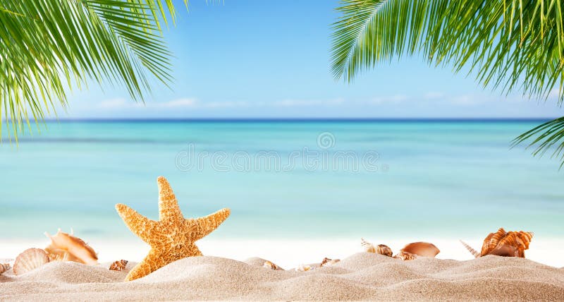Tropical beach with various shells in sand royalty free stock image Tropical beach with various shells in sand royalty free stock image