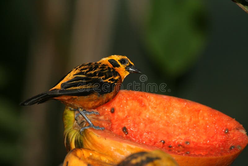 Tropical Bird On Papaya Picture. Image 1464936
