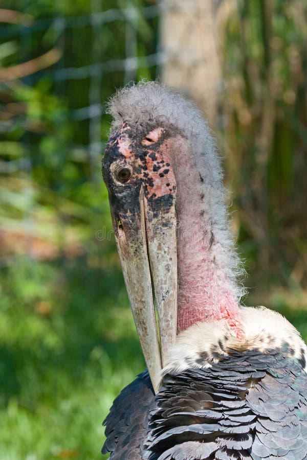 Tropical Bird in Zoo, Tampa