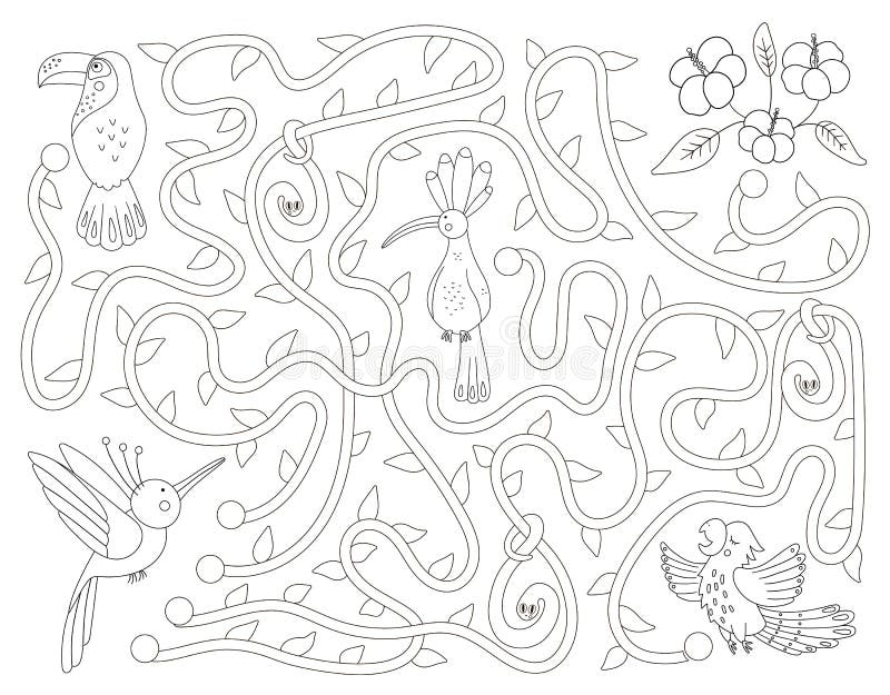 Tropical black and white maze for children. Preschool exotic activity. Funny jungle puzzle with cute parrot, hoopoe and toucan.