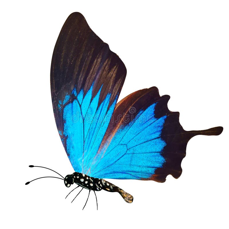 Blue Butterfly Wings with Black Spots. Isolated on White Background