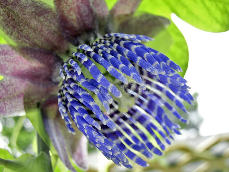 Tropical Blue Flower stock photo. Image of flora, unusual 304474