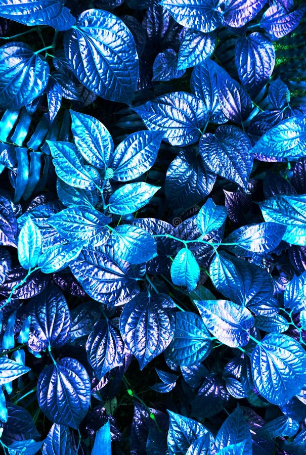 Tropical blue leaf stock photo. Image of hawaii, beauty - 91850834