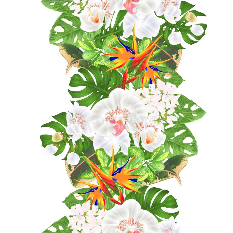 Tropical Floral White Background Border Stock Illustrations – 24,907