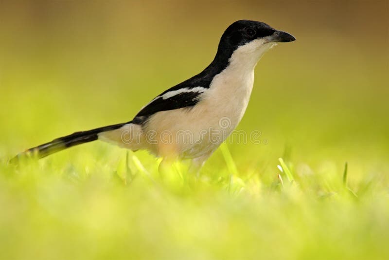Tropical Boubou or Bell Shrike, Laniarius aethiopicus, in the green grass. Black and white bird from Africa. Summer day with sun