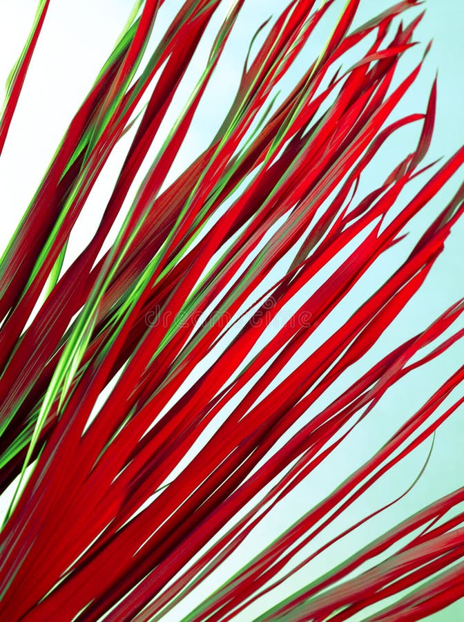 Tropical branch dry pink green red leaves background abstract palm grass weed grassy