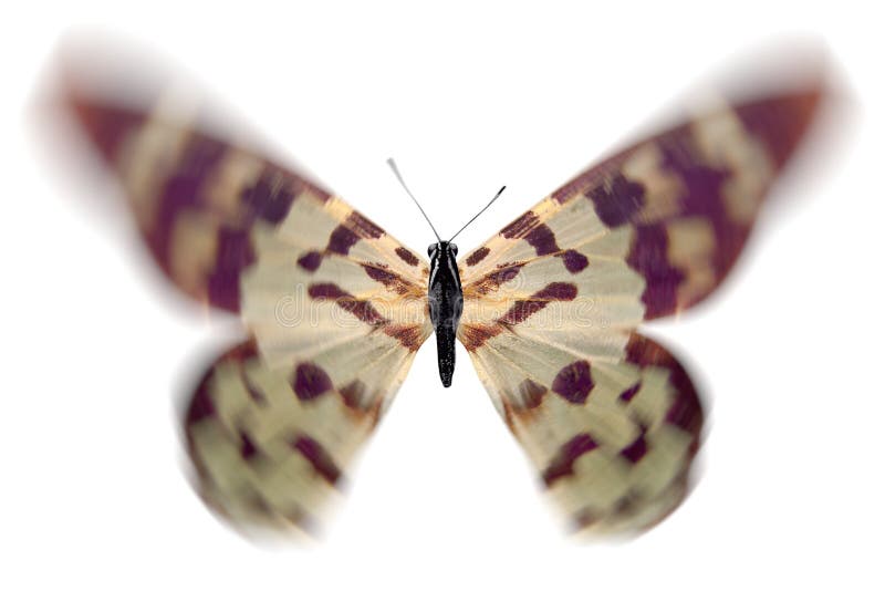 Tropical Brown Butterfly Isolated on White Background Stock Photo