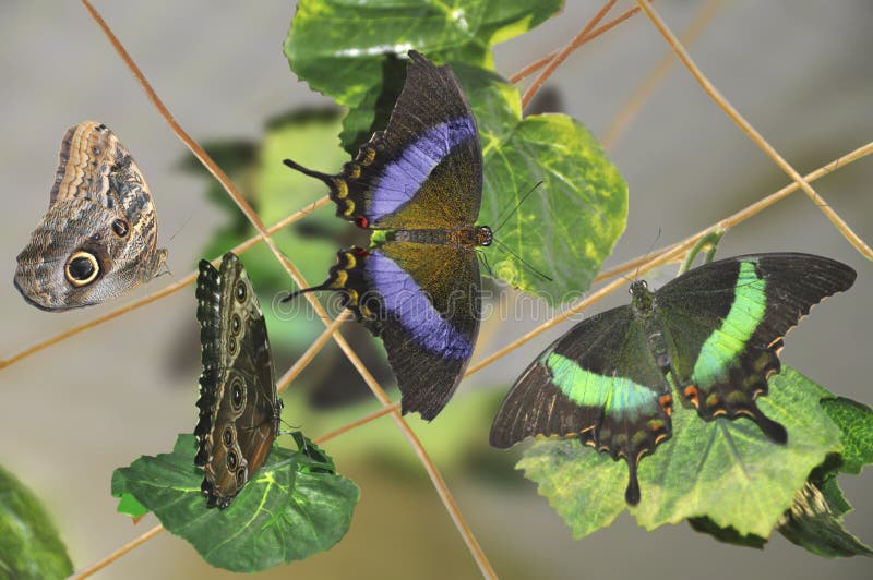 Tropical butterflies