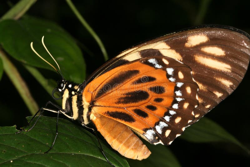 Tropical butterfly 3